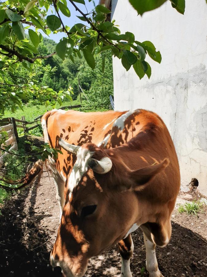 מויקובאץ Farmstead Green Haven מראה חיצוני תמונה
